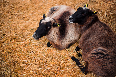 Sheep in a barn on straw. animal husbandry and farming. high quality photoの写真素材