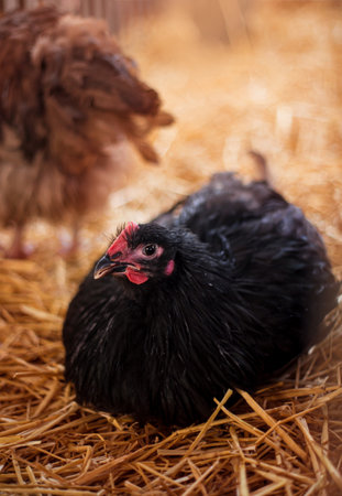 Chickens in a barn on stChickens in a barn on straw. Poultry breeding and farming.raw. Poultry breeding and farming. high quality photoの写真素材