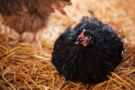 Chickens in a barn on stChickens in a barn on straw. Poultry breeding and farming.raw. Poultry breeding and farming. high quality photoの写真素材