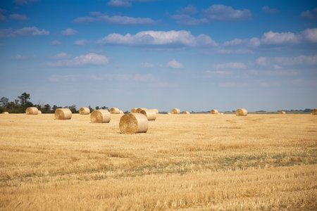 Wheat bales in a clean field after harvest. Rural landscape.の写真素材