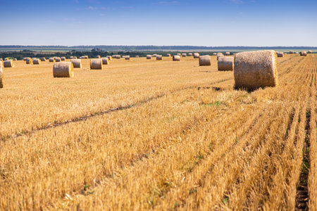 Wheat bales in a clean field after harvest. Rural landscape.の写真素材
