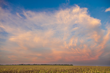 Sunset over a field with ripe sunflowers. Beautiful landscape, agricultural theme.の写真素材