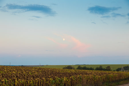 Sunset over a field with ripe sunflowers. Beautiful landscape, agricultural theme.の写真素材