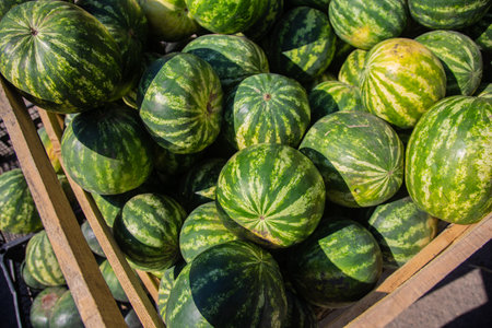 Watermelons during harvest. A lot of watermelons on a pile.の写真素材