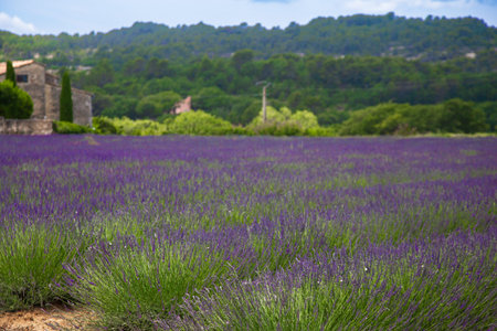 A small field of lavender on a farm in Provence, France.の写真素材