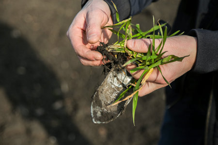 A man in a field holds cereal sprouts in his hand. The concept of the profession of agronomist or...