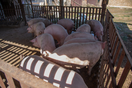 Pigs are on a private farm, small household, real life. High quality photoの写真素材