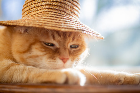 A red-haired domestic cat in a straw hat lies in the sun in summer.の写真素材