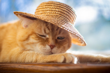 A red-haired domestic cat in a straw hat lies in the sun in summer.の写真素材