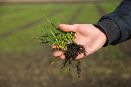 A man in a field holds cereal sprouts in his hand. The concept of the profession of agronomist or farmer.の写真素材