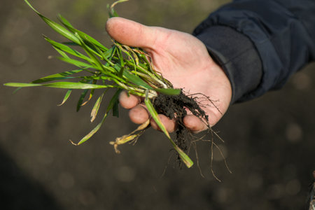 A man in a field holds cereal sprouts in his hand. The concept of the profession of agronomist or farmer.の写真素材