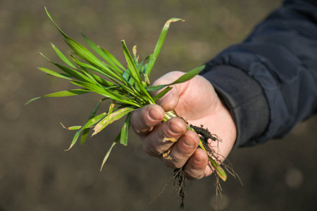 A man in a field holds cereal sprouts in his hand. The concept of the profession of agronomist or farmer.の写真素材