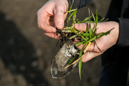 A man in a field holds cereal sprouts in his hand.の写真素材