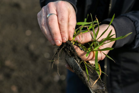 A man in a field holds cereal sprouts in his hand.の写真素材