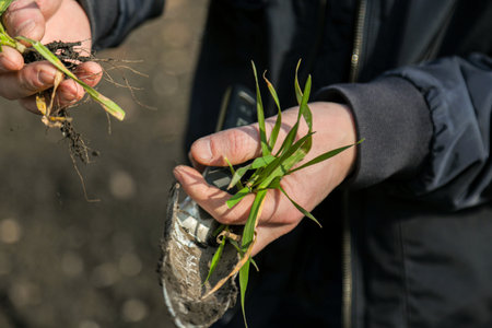 A man in a field holds cereal sprouts in his hand. The concept of the profession of agronomist or farmer.の写真素材