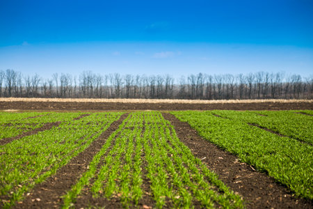 A field with sprouts of green winter wheat or other cereals on a sunny day.の写真素材