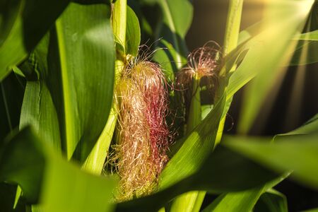 Closeup on green corncob of corn treeの写真素材