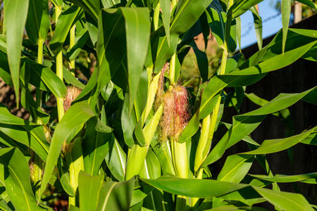 Closeup on green corncob of corn tree