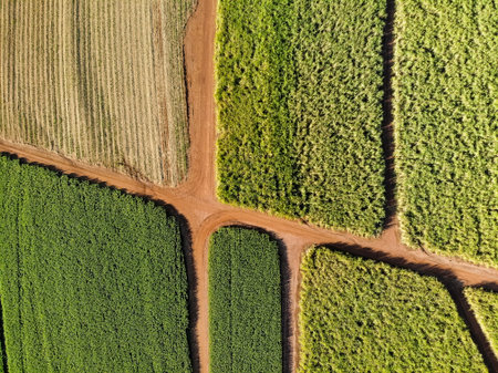 Aerial sugarcane field in Brazilの写真素材