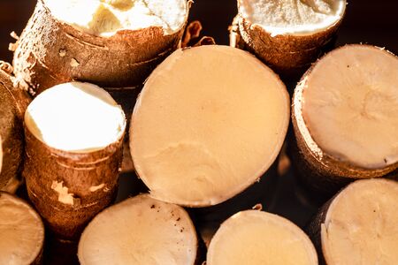 Cassava, also called manioc, yuca, balinghoy, mogo, mandioca, kamoteng kahoy, tapioca and manioc root, a woody shrub of the Euphorbiaceae family native to South Americaの写真素材