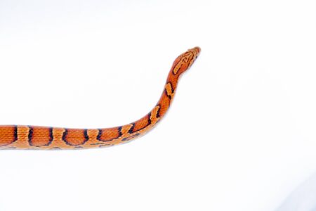The corn snake (Pantherophis guttatus) is a North American species of rat snake that subdues its small prey by constriction..の写真素材