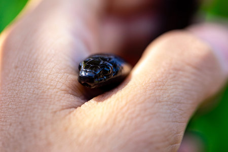 The Mexican black kingsnake (Lampropeltis getula nigrita) is part of the larger colubrid family of...