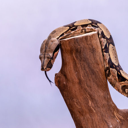 The boa constrictor (Boa constrictor), also called the red-tailed boa or the common boa, is a...