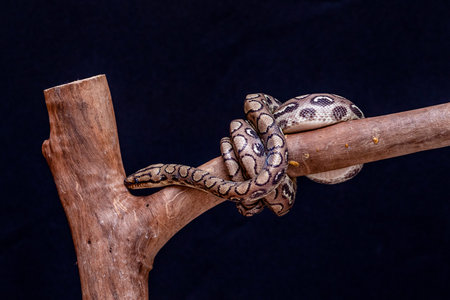 Epicrates cenchria is a boa species endemic to Central and South America. Common names include the...