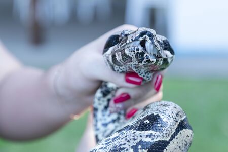 Woman hand holding a boa constrictor snake (Boa constrictor).の写真素材