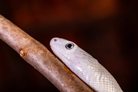 The Texas rat snake (Elaphe obsoleta lindheimeri ) is a subspecies of rat snake, a nonvenomous...