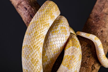 Beautiful hybrid snake, crossing of two species, corn snake and rat snake.の写真素材