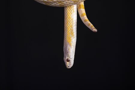 Beautiful hybrid snake, crossing of two species, corn snake and rat snake.の写真素材