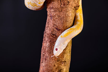 Beautiful hybrid snake, crossing of two species, corn snake and rat snake.