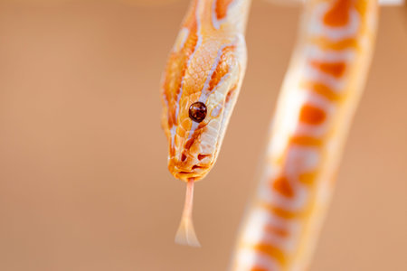 Beautiful Python molurus albina on tree branch.