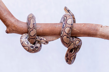 Epicrates cenchria is a boa species endemic to Central and South America. Common names include the...