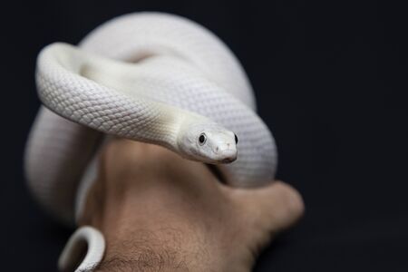 The Texas rat snake (Elaphe obsoleta lindheimeri ) is a subspecies of rat snake, a nonvenomous colubrid found in the United States, primarily within the state of Texas..の写真素材