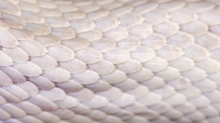 White snake skin, texture, background.の写真素材