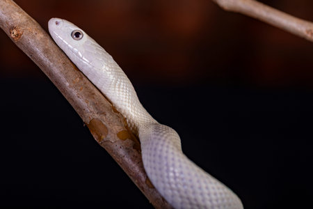 The Texas rat snake (Elaphe obsoleta lindheimeri ) is a subspecies of rat snake, a nonvenomous...