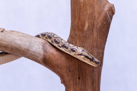 Epicrates cenchria is a boa species endemic to Central and South America. Common names include the rainbow boa, and slender boa.の写真素材