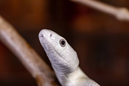 The Texas rat snake (Elaphe obsoleta lindheimeri ) is a subspecies of rat snake, a nonvenomous colubrid found in the United States, primarily within the state of Texas..の写真素材