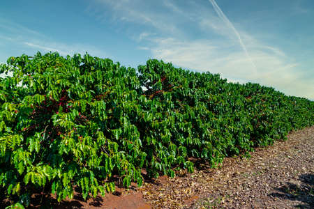 coffee fruit in coffee farm and plantations in Brazil.の写真素材