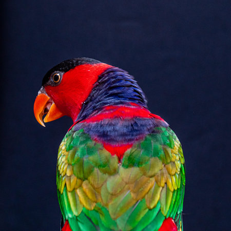 Lory Parrot (Lorius lory) on wooden perch with white background ..