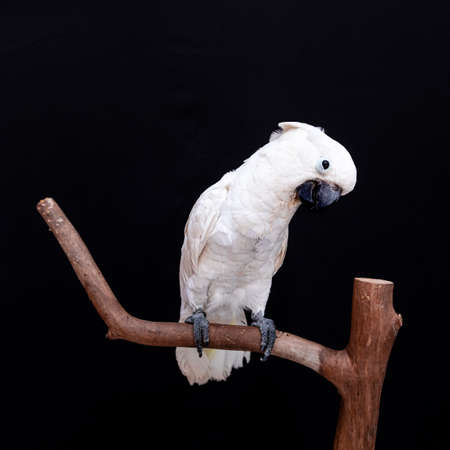 White cockatoo closeup with black background.の写真素材