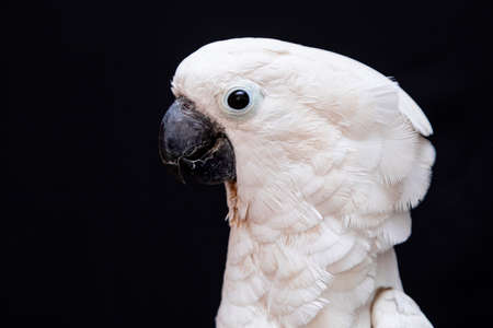 White cockatoo closeup with black background.の写真素材