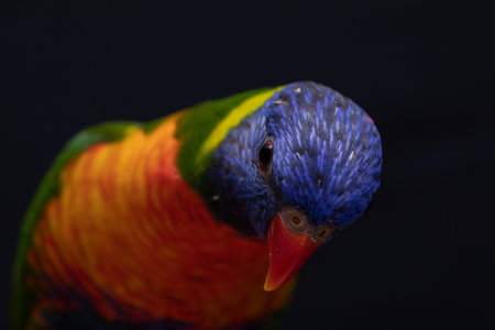 White cockatoo closeup with black background.