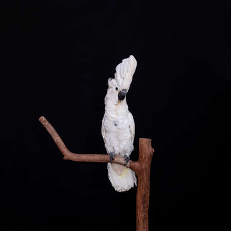 White cockatoo closeup with black background.の写真素材