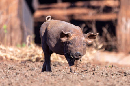 Pig walking through pasture on the farm.の写真素材