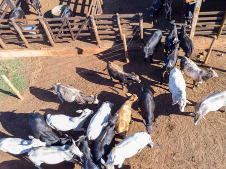 Livestock in confinement, oxen, cows, sunny day.の写真素材