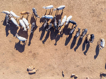 Livestock in confinement, oxen, cows, sunny day.の写真素材