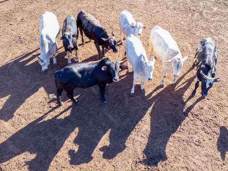 Livestock in confinement, oxen, cows, sunny day.の写真素材
